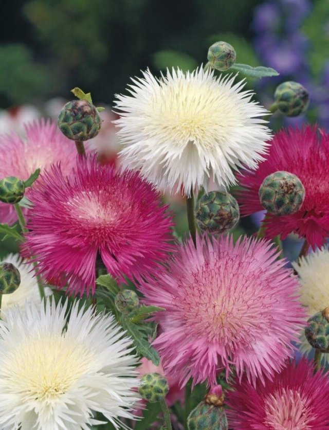 Zelf korenbloemen zaaien: succes en bewondering gegarandeerd